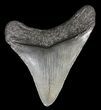 Juvenile Megalodon Tooth #63947-2